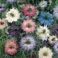 Amor En Un Hilo 10 Semillas Nigella Sol Sdqro2