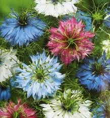 Amor En Un Hilo 10 Semillas Nigella Sol Sdqro2