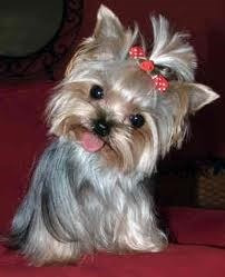 Yorkshire Terrier Mini Y Tea Cup