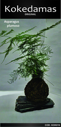 Kokedamas Oringinal - Asparagus Plumoso - Kok Arte Natural