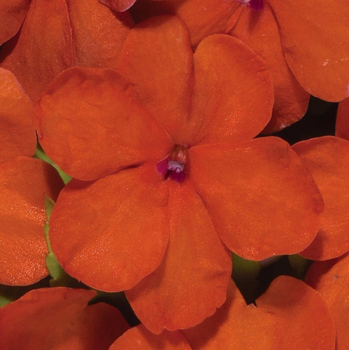 Imagem 3 de 6 de Maria Sem Vergonha Laranja Impatiens Baby Orange Sementes