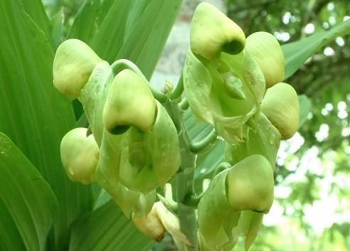 Venta De Orquídeas Catasetum Integerrimum | Meses sin intereses