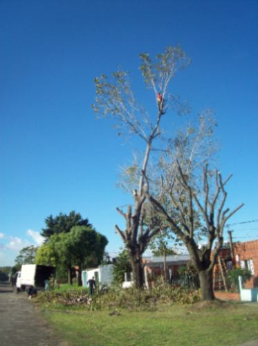 Imagen 3 de 6 de Podas Y Tala De Arboles En Altura. Empresa Reglamentada