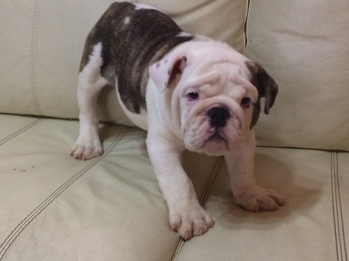 Bulldog Ingles Macho .. Entrega Inmediata¡¡ Mira Sus Fotos¡¡