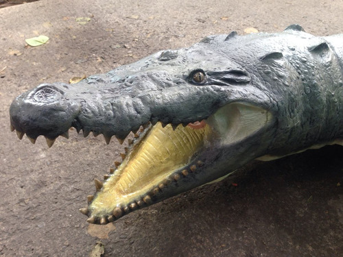 Animales Disecados 100% Artificiales, Cocodrilo (crocodile)