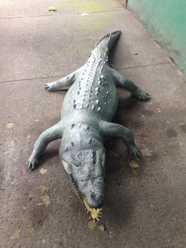 Animales Disecados 100% Artificiales, Cocodrilo (crocodile)