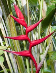 Heliconia Dimitri Sucre - Muda - Flores Tropicais