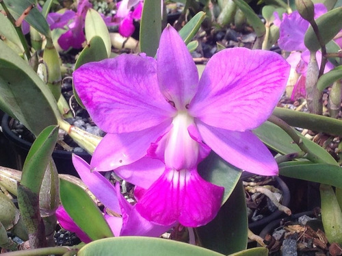 Orquídea Cattleya Walkeriana Flamea D Terezinha - Meristema