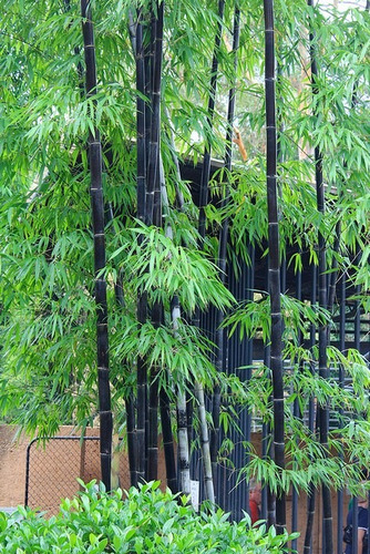 Imagem 7 de 9 de Bambu Negro Gigante Bambusa Lako -- Sementes Para Mudas