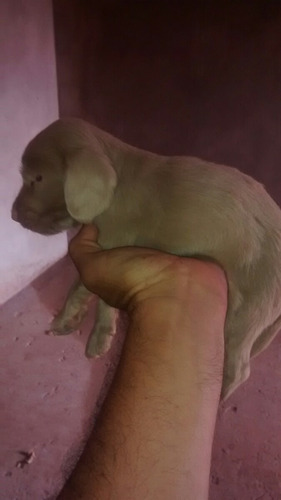Ultimo Cachorrinho Da Ninhada De Cockspem Ja Operado