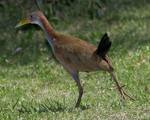 Lamina 30x45 Cm. Fauna - Aves Del Uruguay - Gallineta Grande