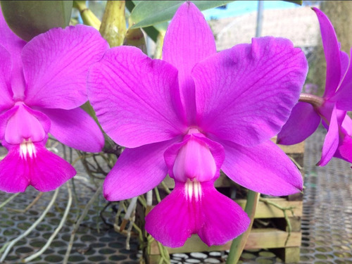 Orquídea Cattleya Walkeriana Tipo Dayane Wenzel - Corte