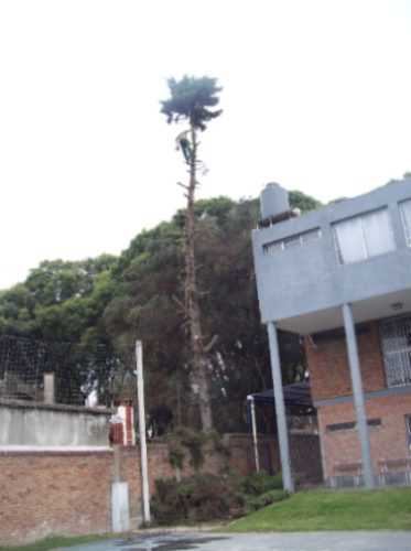 Imagen 2 de 6 de Podas Y Tala De Arboles En Altura. Empresa Reglamentada