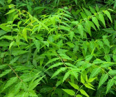 Capsulas De Neem ( Neem Arvore Indiana )