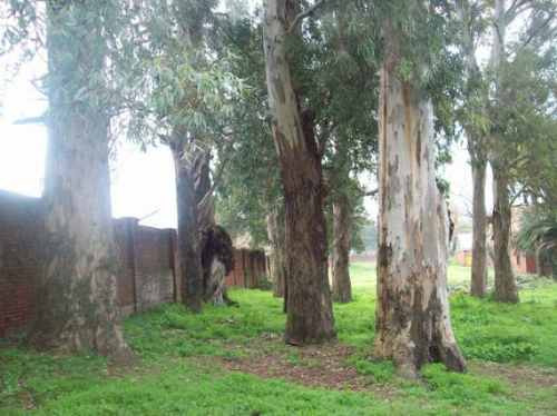 Imagen 4 de 6 de Podas Y Tala De Arboles En Altura. Empresa Reglamentada