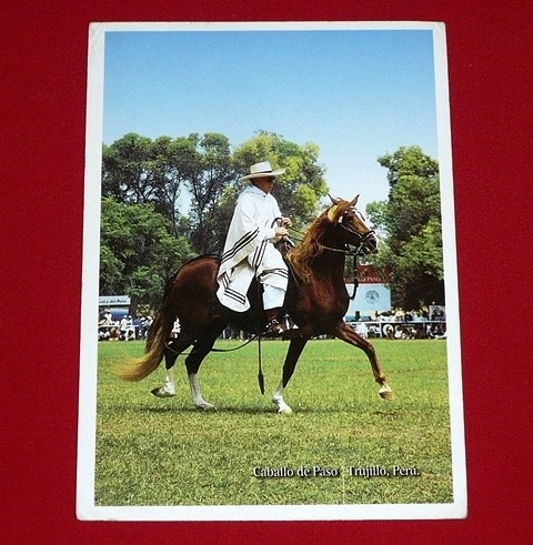 Postal Caballo De Paso Trujillo Perú Afp Horizonte Jinete