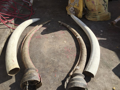 Animales Disecados 100 % Artificiales Colmillos De Elefante