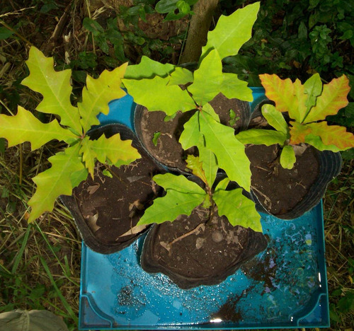 Plantines De Roble Americano