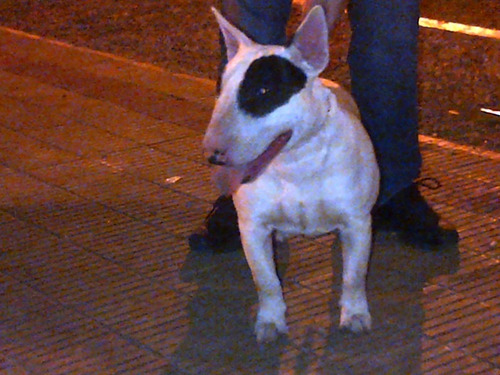 Servicio De Stud Monta Bull Terrier Con Fca Sangre Peracho