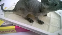 Comprar Trampas Para Ratas Sanson