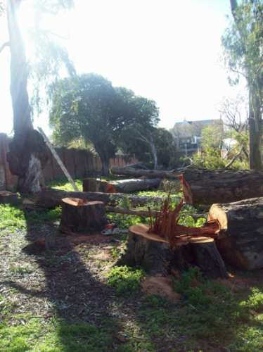 Imagen 5 de 6 de Podas Y Tala De Arboles En Altura. Empresa Reglamentada