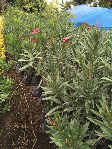 Plantas Laurel De Flor Cerco Vivo Perimetral Vivero Pack X7
