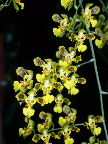 Orquidea Oncidium Fimbriatum (Usado)