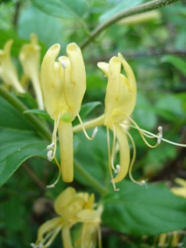 Madreselva- Enredadera Flor Perfumada- + Guía Cultivo