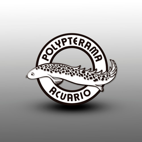 Pez Dragón Bichir Polypterus Delhezi - Peces Tropicales