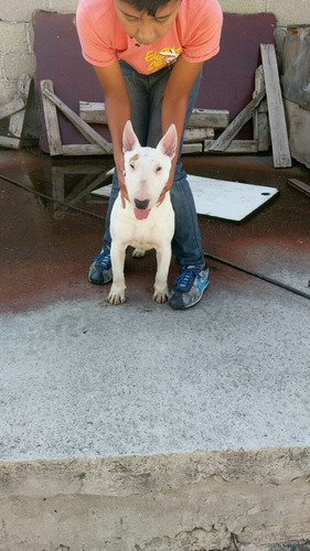 Perra Bull Terrier 