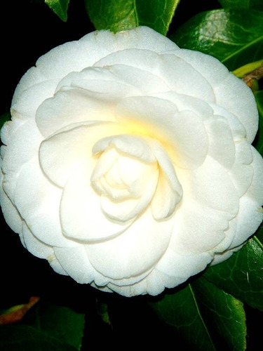 Imagem 3 de 4 de Muda De Camélia Branca Linda E Resistente Ideal P/ Jardim!!!