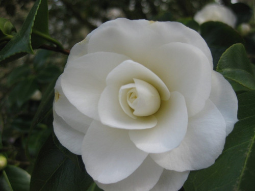Imagem 2 de 4 de Muda De Camélia Branca Linda E Resistente Ideal P/ Jardim!!!