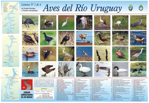 Aves Del Rio Uruguay 1 - Lámina 45 X 30 Cm.