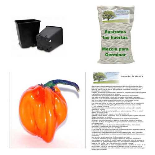 10 Semillas Chile Habanero En Kit Para Siembra Envio Incluid
