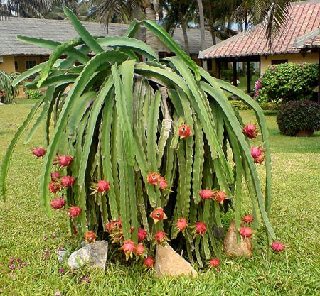 Sementes De Cacto Guarda Chuva Dragon Fruit Pitaya P/ Muda | Parcelamento  sem juros