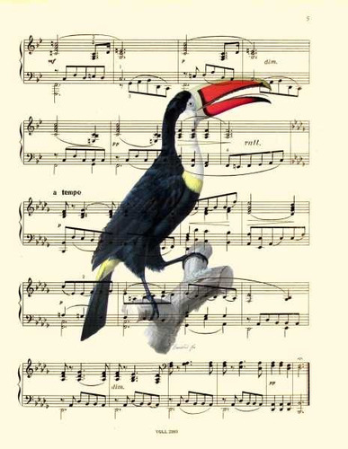 Tucan Sobre Notas Musicales - Lamina 45 X 30 Cm.