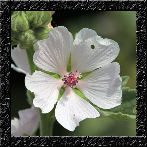 Althaea Officinalis Malva - Sementes Flor P/ Mudas