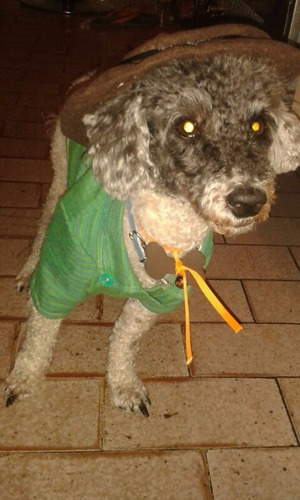Ropa Para Perros, Camisas De Vestir Para Perritos Y Gatitos