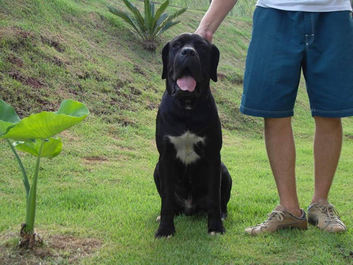 Filhotes Cane Corso - Ninhada P/ Breve. 