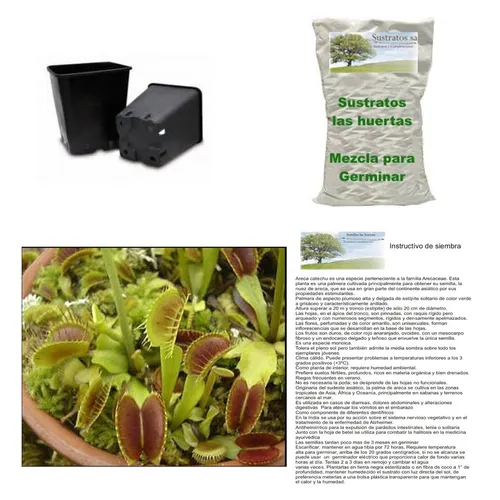 comprar Dionaea Venus Atrapamoscas Kit De Siembra Envio Incluido