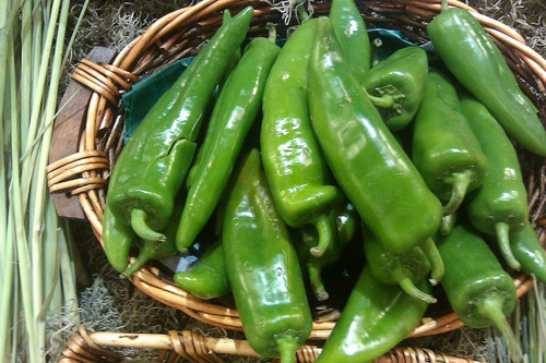 70 Semillas Chile Chilaca Pasilla - Capsicum Annuum Cod471