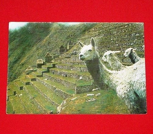 Antigua Postal Auquénidos Oriundos Del Perú 1979 Cusco