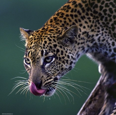 Rompecabezas Heye De 1000 Piezas: Leopardo - Cuadrado