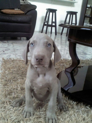 Weimaraner Garantizados 100%