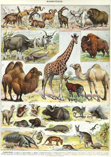Ilustracion De Animales Mamiferos - Lamina 45 X 30 Cm.