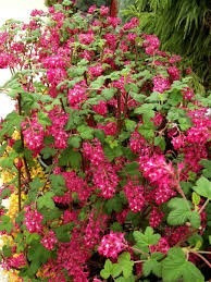 Cultivá Tu Arbusto Ribes Sanguineum:se Llenan De Flores!!!!