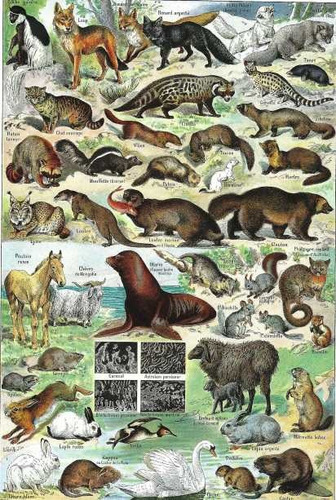 Ilustracion De Animales - Lamina 45 X 30 Cm.