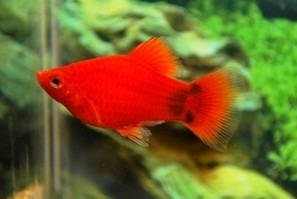 Platy Surtido Promo Hot Sale Mundo Acuatico