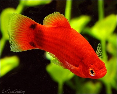Platy Surtido Promo Hot Sale Mundo Acuatico