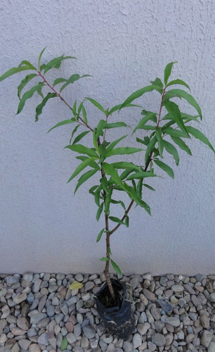 Muda Enxertada De Pêssego Branco Marli Com 80 Cm